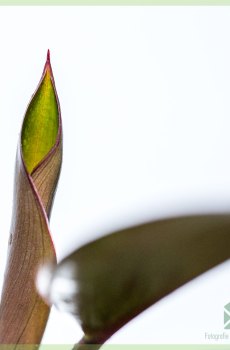 Detail Pflege Calathea Rufibarba Nomer 25