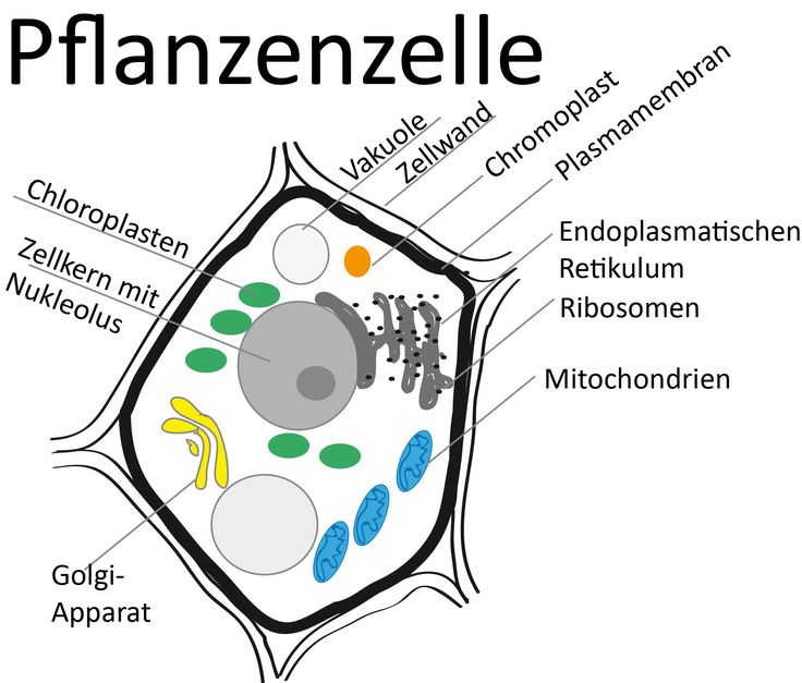 Tier Und Pflanzenzelle Beschriften - KibrisPDR