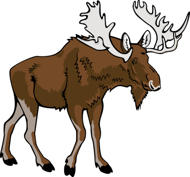 Detail Bild Moos Nomer 2