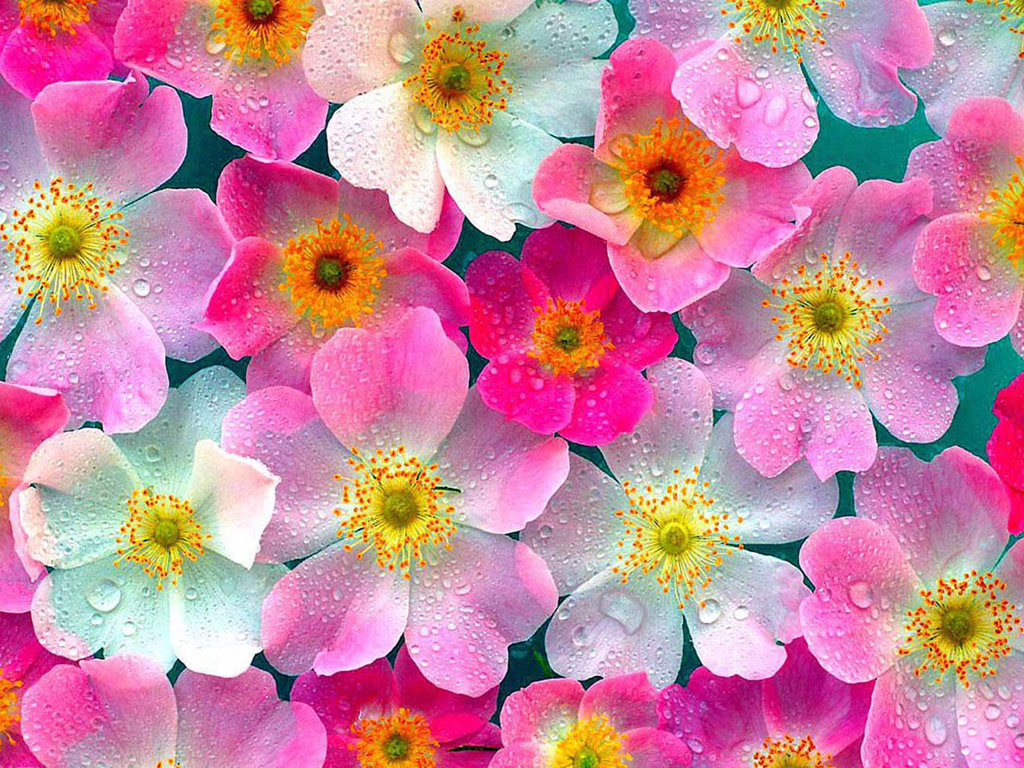 Detail Download Walpaper Cantik Nomer 23