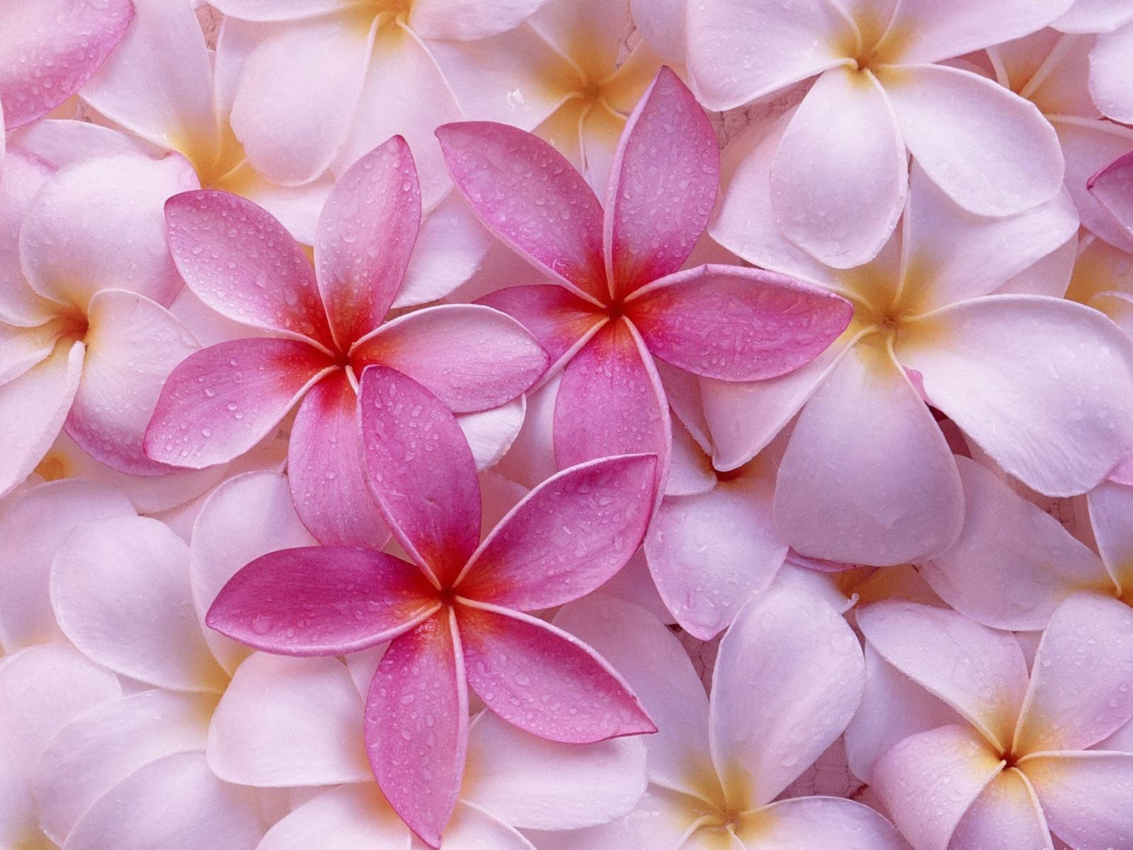 Detail Download Walpaper Cantik Nomer 7