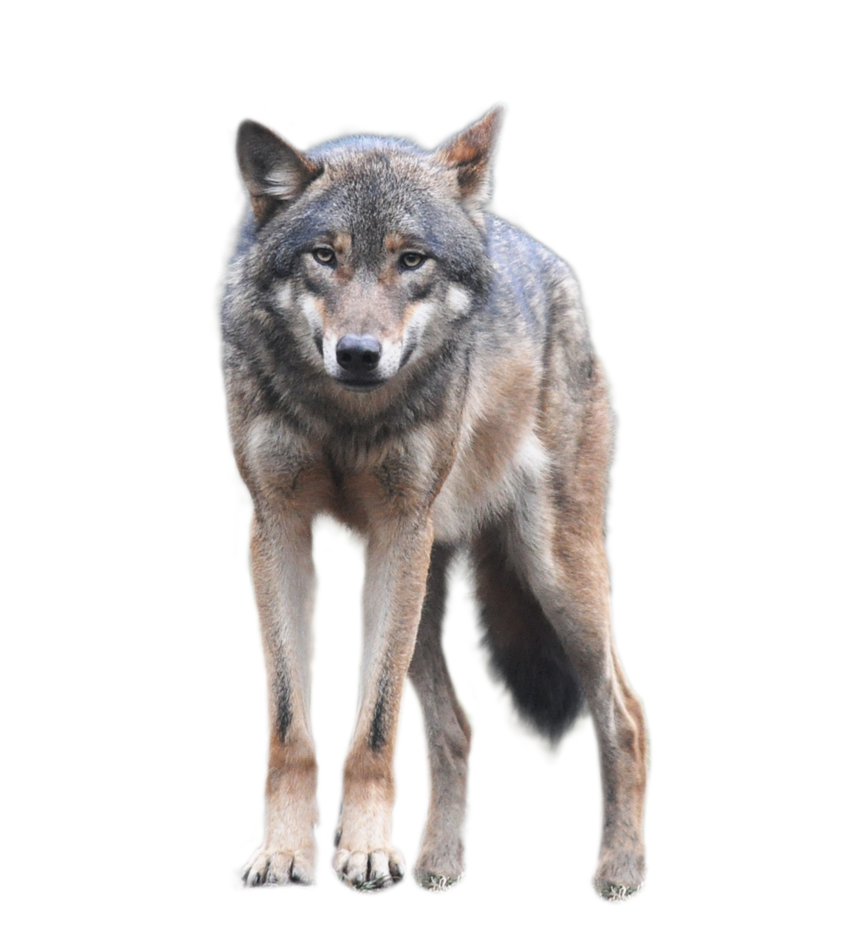 Detail Download Wolf Nomer 28