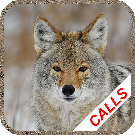 Downloadable Coyote Call - KibrisPDR