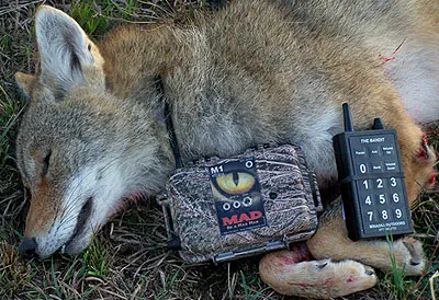 Detail Downloadable Coyote Call Nomer 14