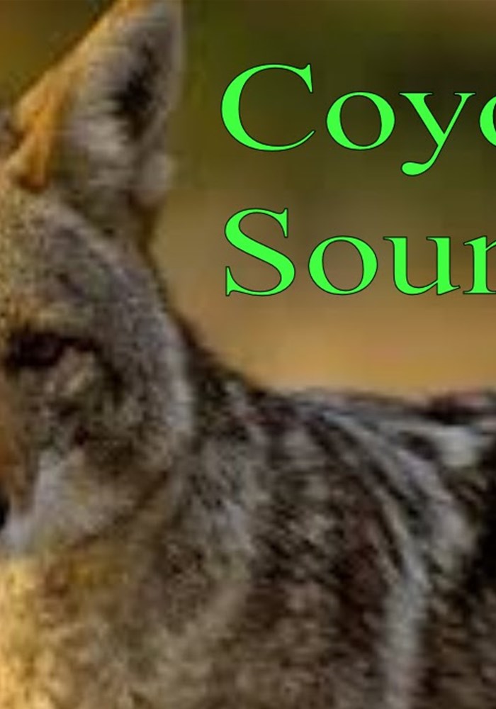 Detail Downloadable Coyote Call Nomer 46