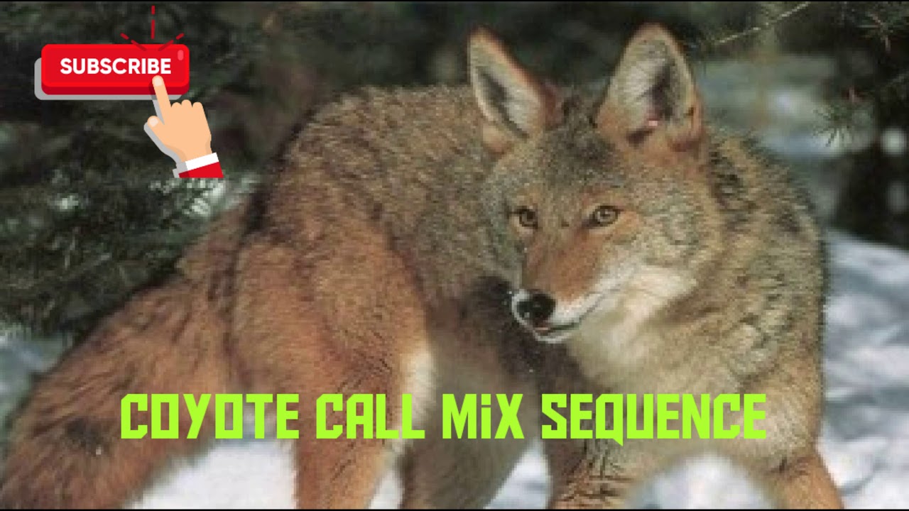 Detail Downloadable Coyote Call Nomer 6