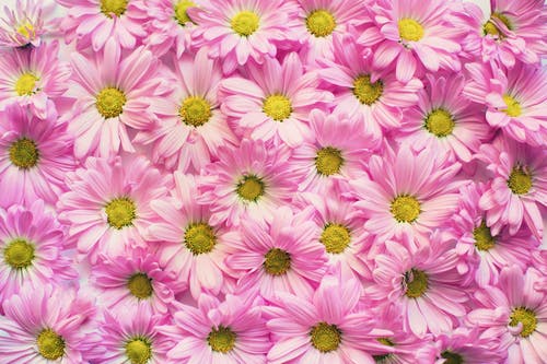 Detail Downloadable Pictures Of Flowers Nomer 49