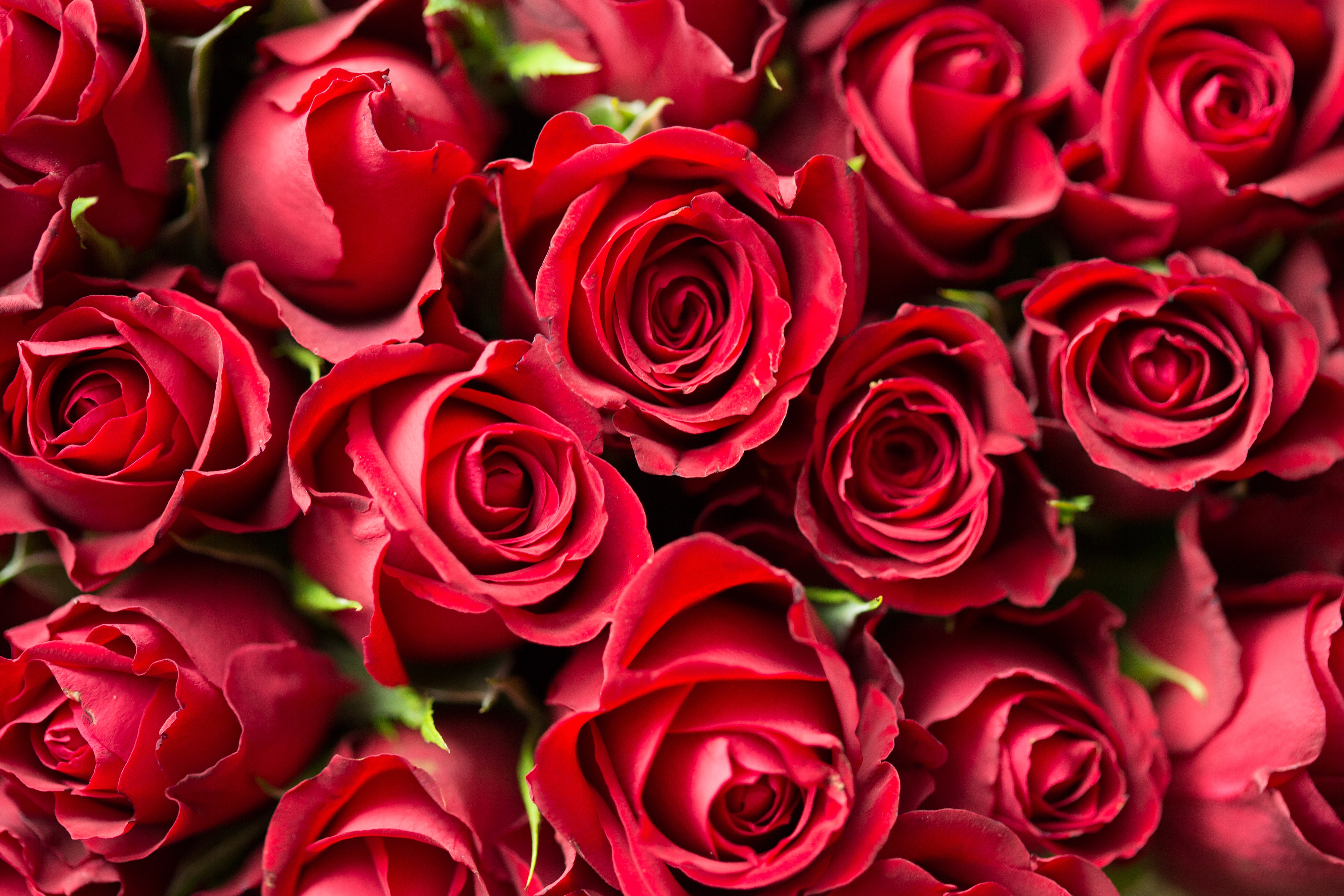 Detail Downloadable Pictures Of Roses Nomer 20