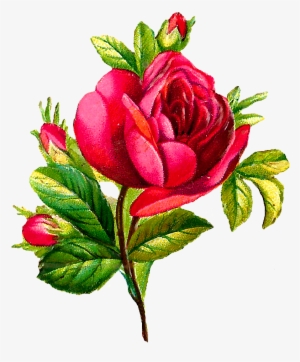 Detail Downloadable Pictures Of Roses Nomer 42