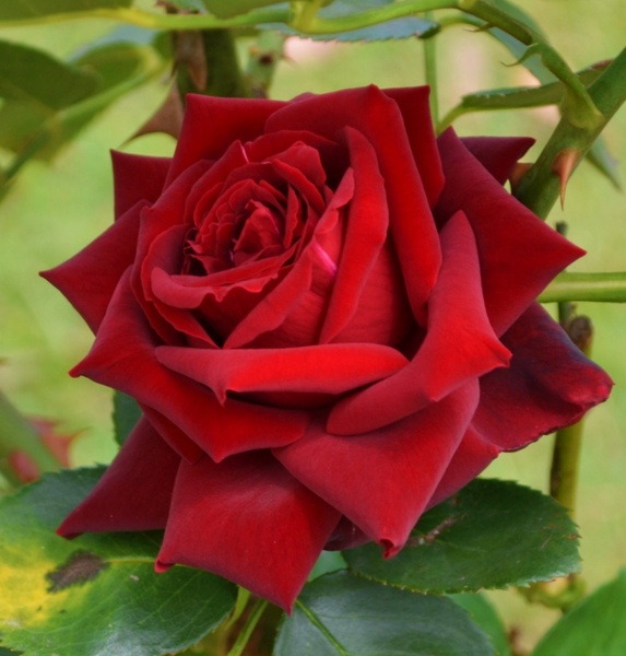 Detail Downloadable Pictures Of Roses Nomer 49