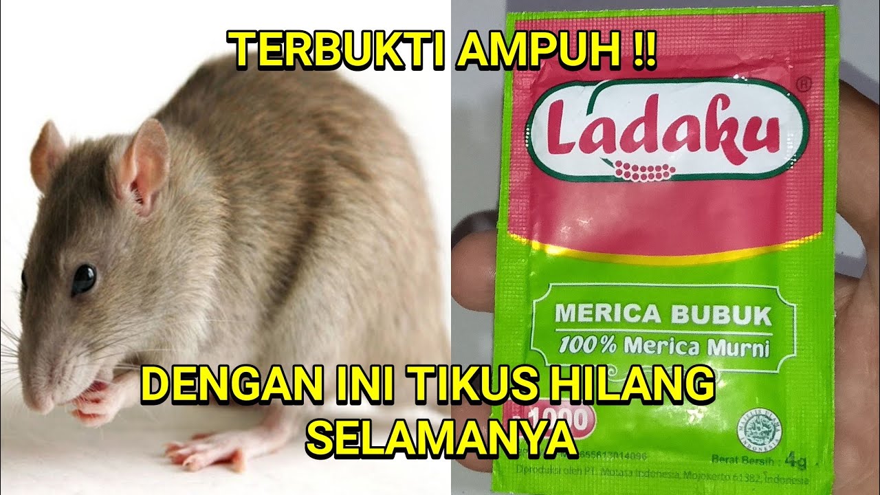 Detail Downloda Gambar Tikus Nomer 35