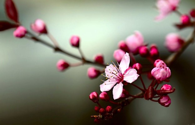Detail Dp Bbm Bergerak Bunga Sakura Nomer 13