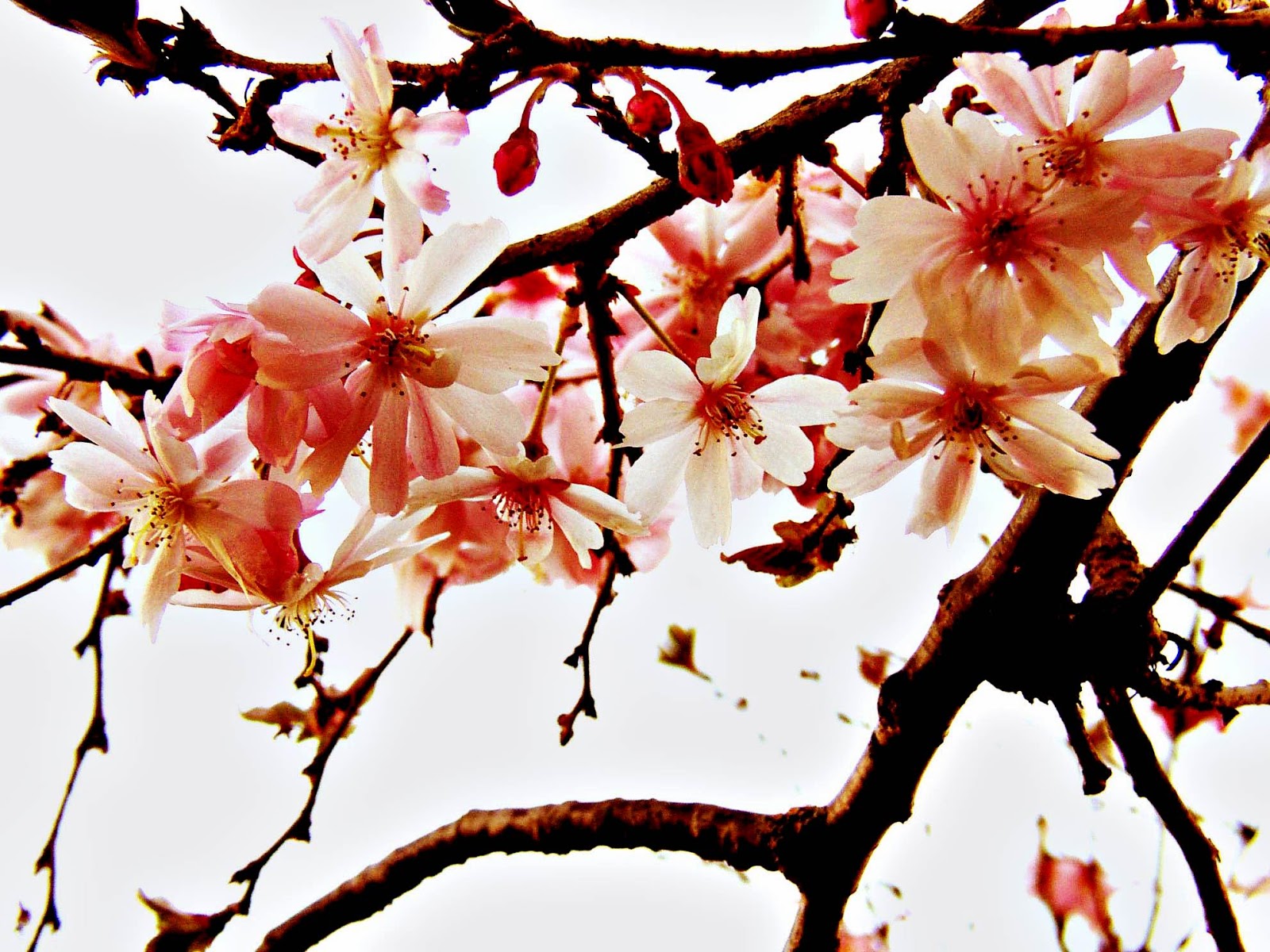 Detail Dp Bbm Bergerak Bunga Sakura Nomer 15