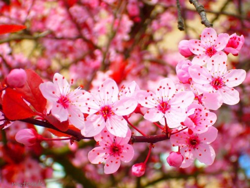 Download Dp Bbm Bergerak Bunga Sakura Nomer 19