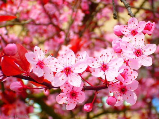 Detail Dp Bbm Bergerak Bunga Sakura Nomer 19