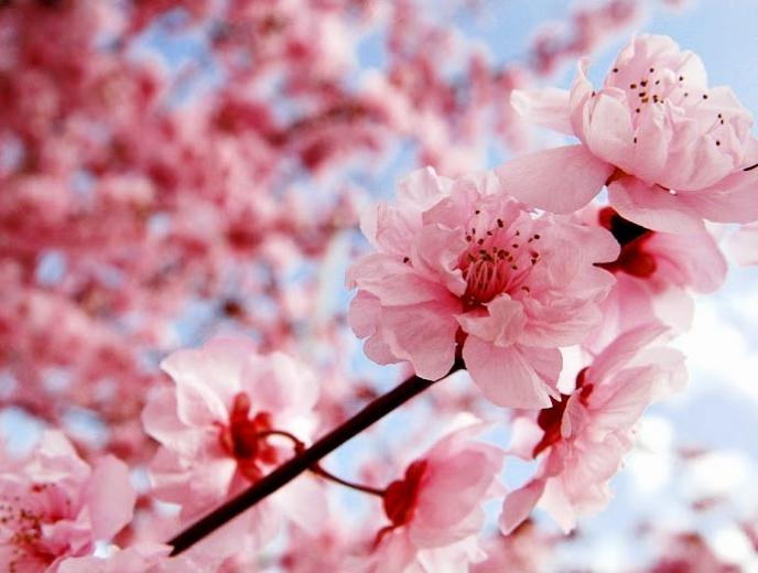 Detail Dp Bbm Bergerak Bunga Sakura Nomer 21