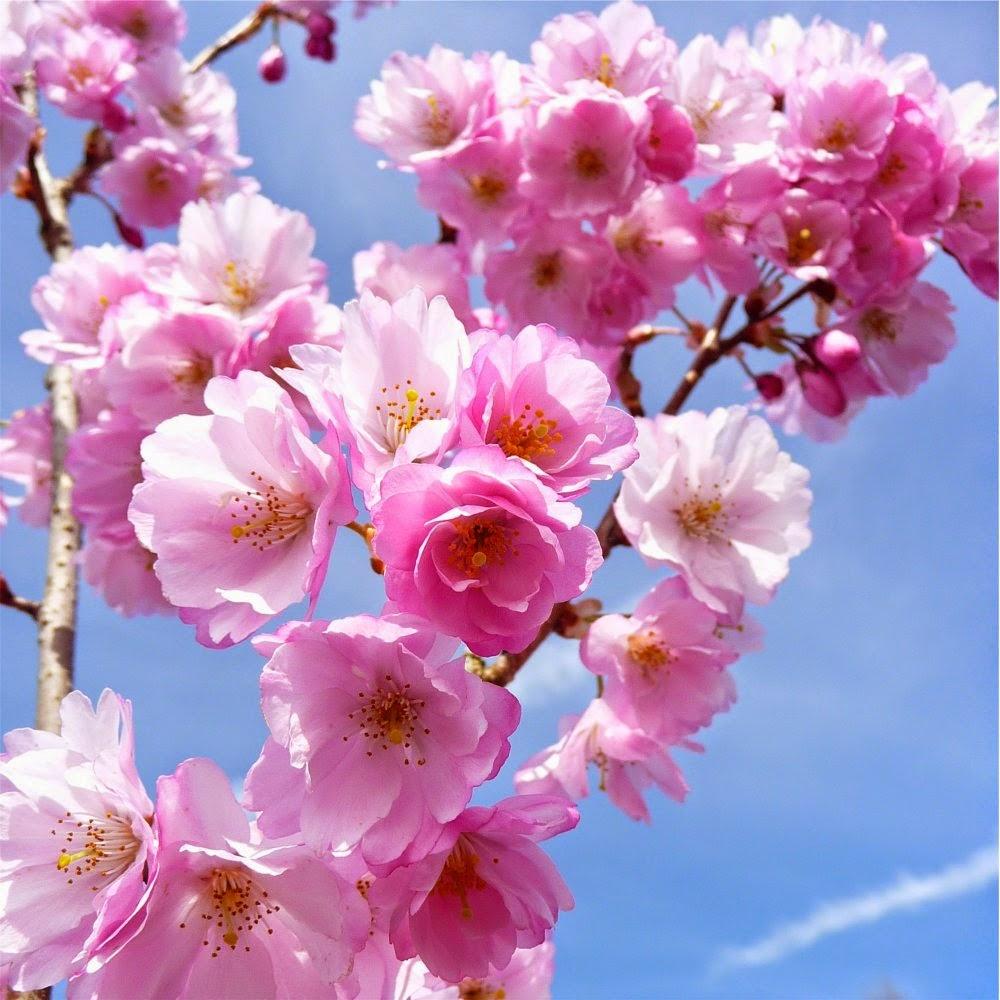 Detail Dp Bbm Bergerak Bunga Sakura Nomer 23