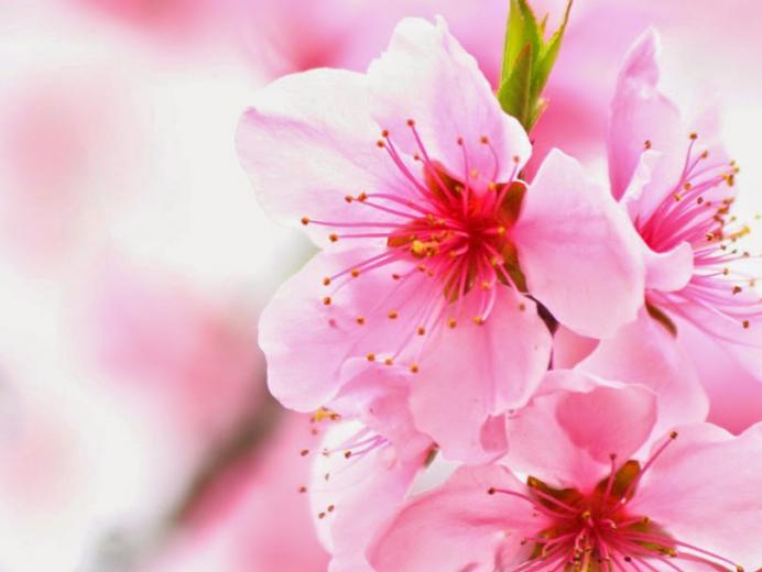 Detail Dp Bbm Bergerak Bunga Sakura Nomer 40