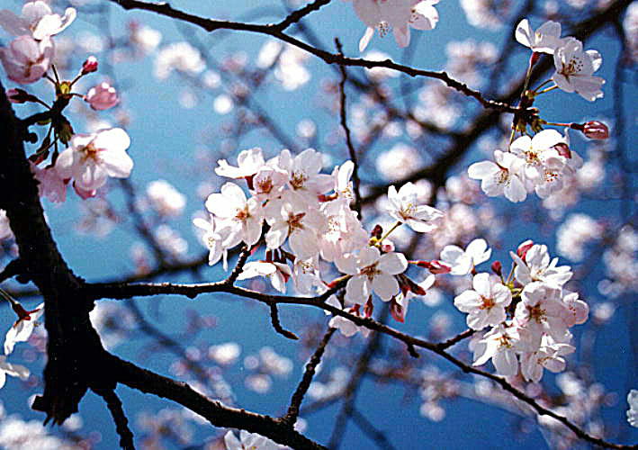 Detail Dp Bbm Bergerak Bunga Sakura Nomer 41