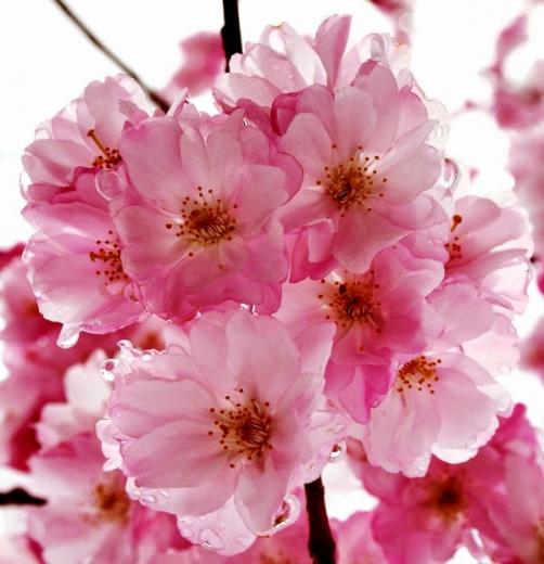 Detail Dp Bbm Bergerak Bunga Sakura Nomer 48