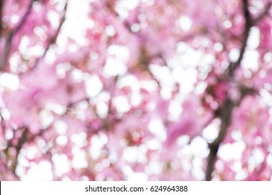 Detail Dp Bbm Bunga Sakura Nomer 46