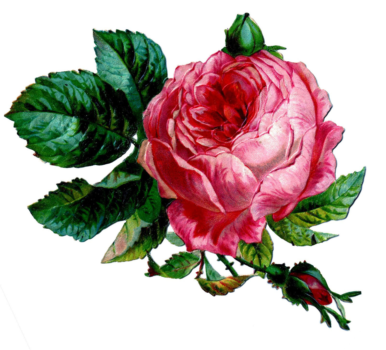 Rose Pink Vintage - KibrisPDR