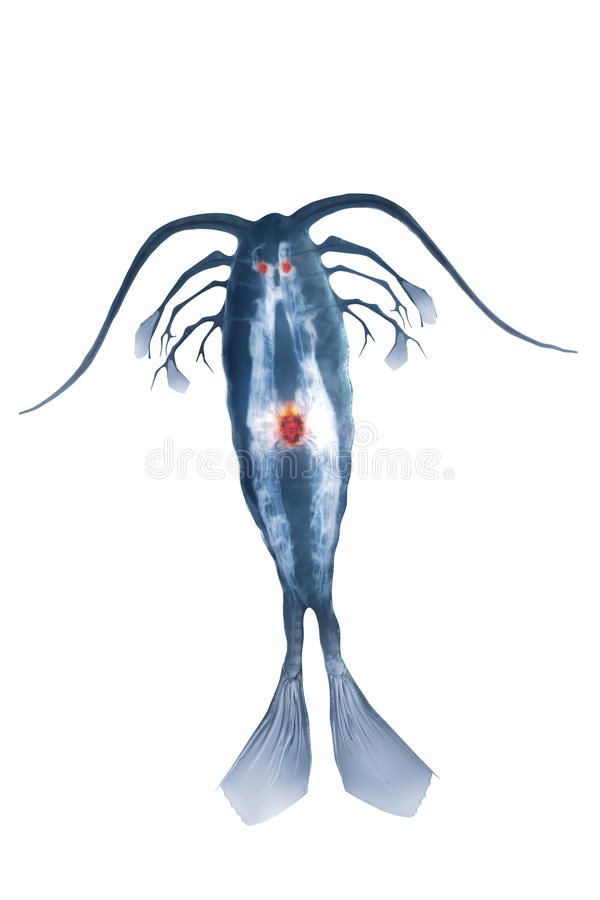 Detail Tier Plankton Nomer 21