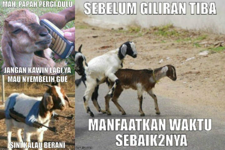 Detail Dp Bbm Kambing Nomer 16