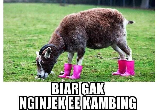 Detail Dp Bbm Kambing Nomer 23