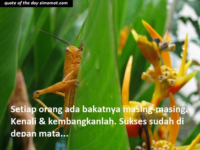 Detail Dp Bbm Kasih Tak Sampai Nomer 27