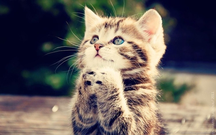 Detail Dp Bbm Kucing Nomer 15