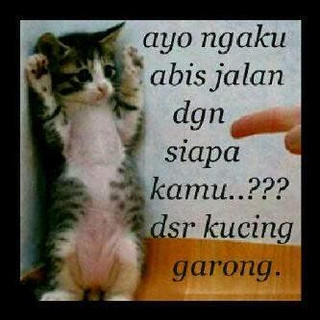 Detail Dp Bbm Kucing Nomer 20