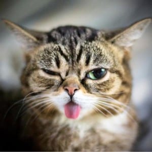 Detail Dp Bbm Kucing Nomer 21