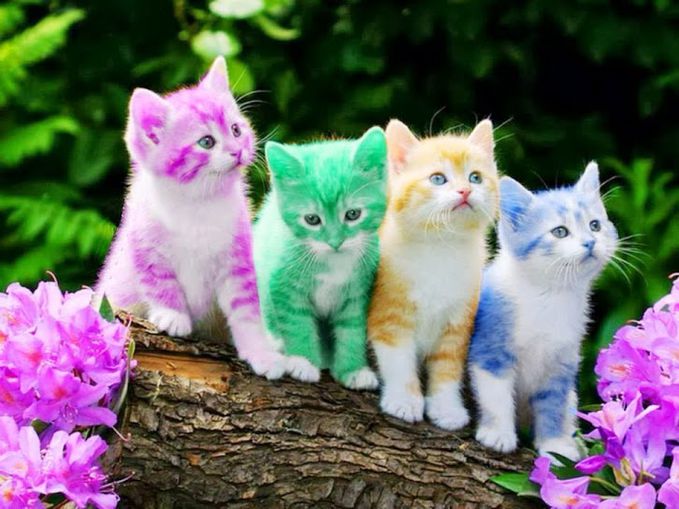 Detail Dp Bbm Kucing Nomer 23