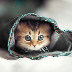 Detail Dp Bbm Kucing Nomer 25