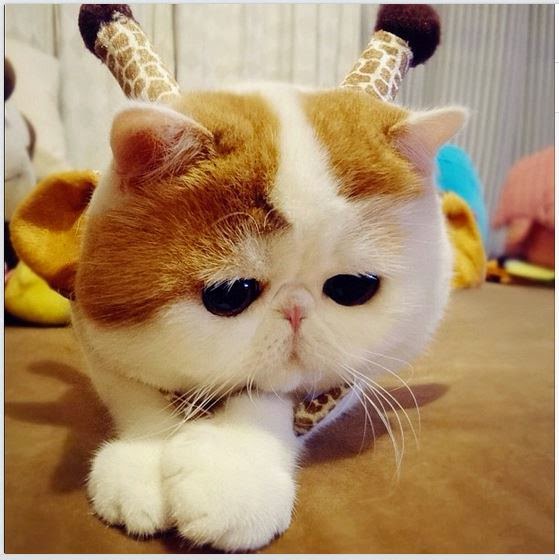 Detail Dp Bbm Kucing Nomer 27