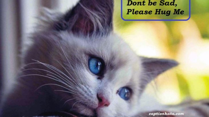 Detail Dp Bbm Kucing Nomer 28