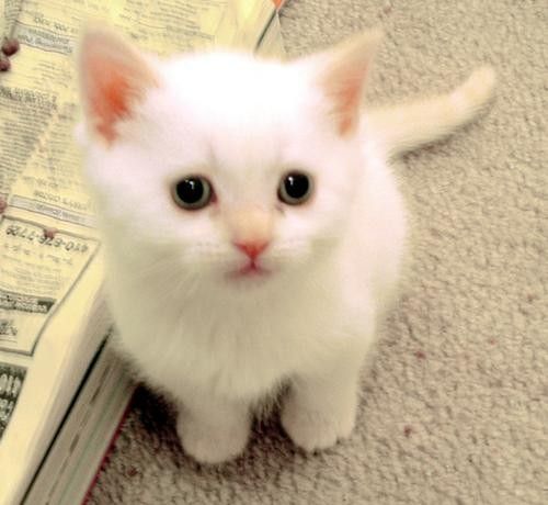 Detail Dp Bbm Kucing Nomer 4
