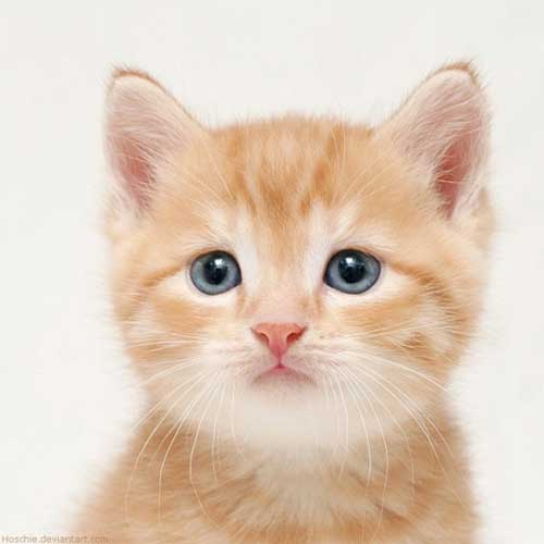Detail Dp Bbm Kucing Nomer 30