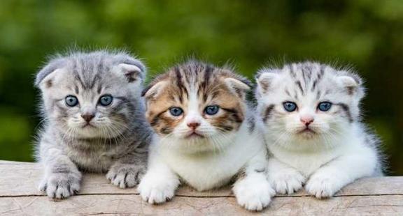 Detail Dp Bbm Kucing Nomer 34