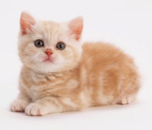 Detail Dp Bbm Kucing Nomer 38