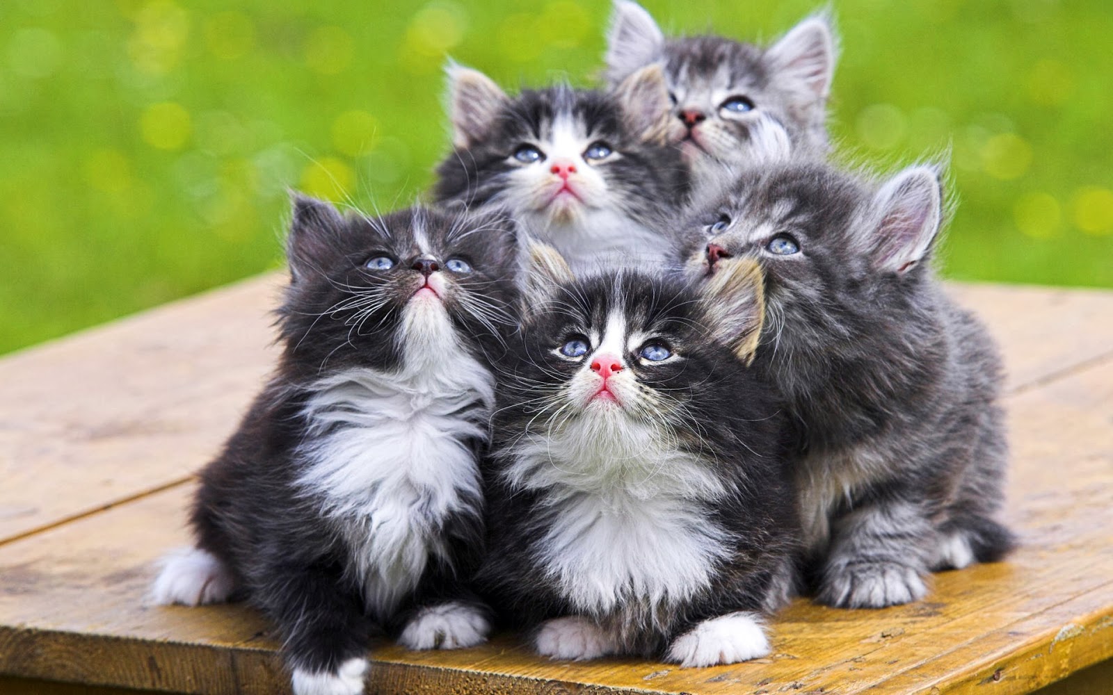 Detail Dp Bbm Kucing Nomer 41