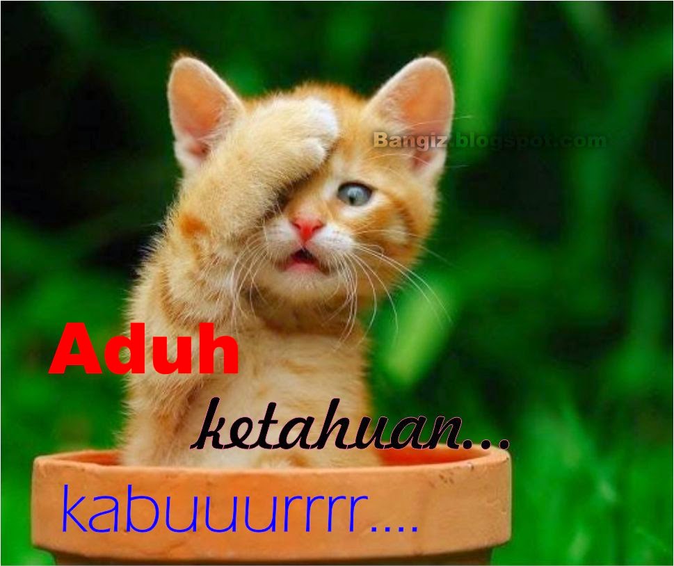 Detail Dp Bbm Kucing Nomer 42