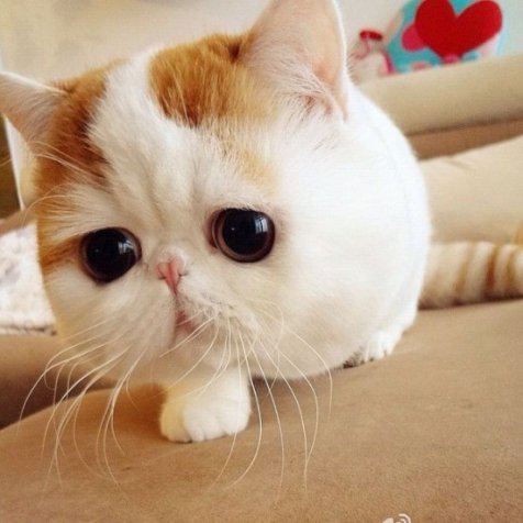 Detail Dp Bbm Kucing Nomer 44