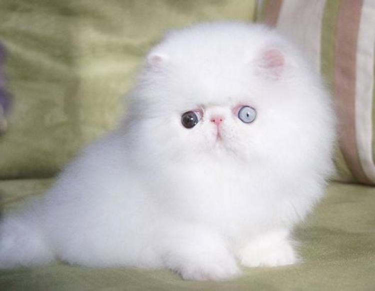 Detail Dp Bbm Kucing Nomer 48