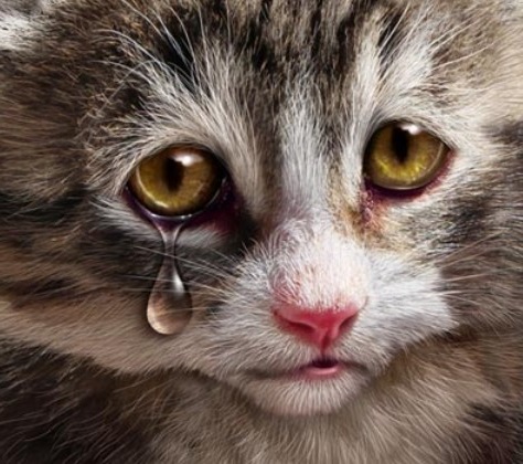 Detail Dp Bbm Kucing Nomer 49