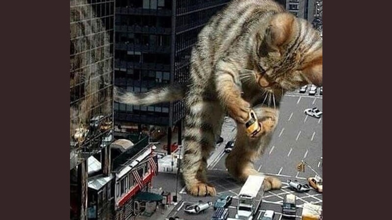 Detail Dp Bbm Kucing Nomer 50