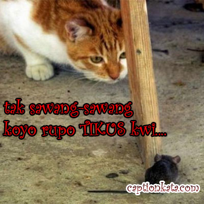 Detail Dp Bbm Kucing Nomer 51