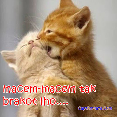 Detail Dp Bbm Kucing Nomer 52