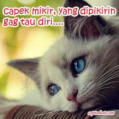 Detail Dp Bbm Kucing Nomer 53
